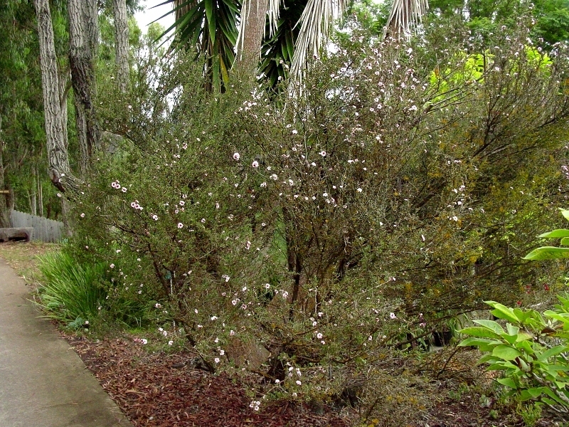 澳大利亚&新西兰特有保健植物——manuka(译为"麦卢卡